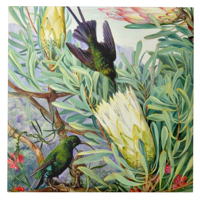 Nord - Honigblumen und Honigsauger  Fliese (Vorderseite)