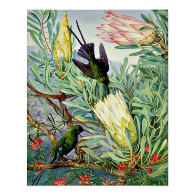 Nord - Honigblumen und Honigsauger Poster (Vorderseite)