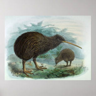 Nord Island Brown Kiwi Vintag Bird Illustration Poster
