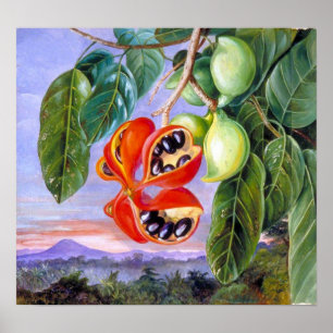 Nord - Laub und Früchte von Sterculia Parviflora Poster