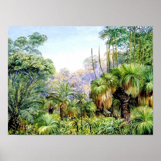 Nord - Waldlandschaft in Westaustralien Poster (Vorne)