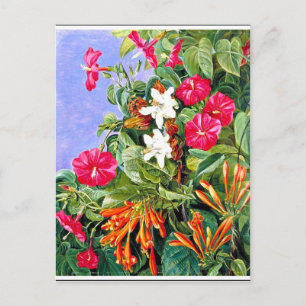 Nord - Wildblumen in Morro Velho, Brasilien Postkarte