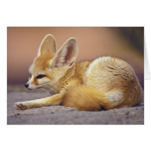 Nordafrika. Fennec Fennecus zerda)