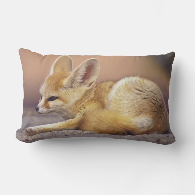 Nordafrika. Fennec Fennecus zerda) Lendenkissen (Vorderseite)