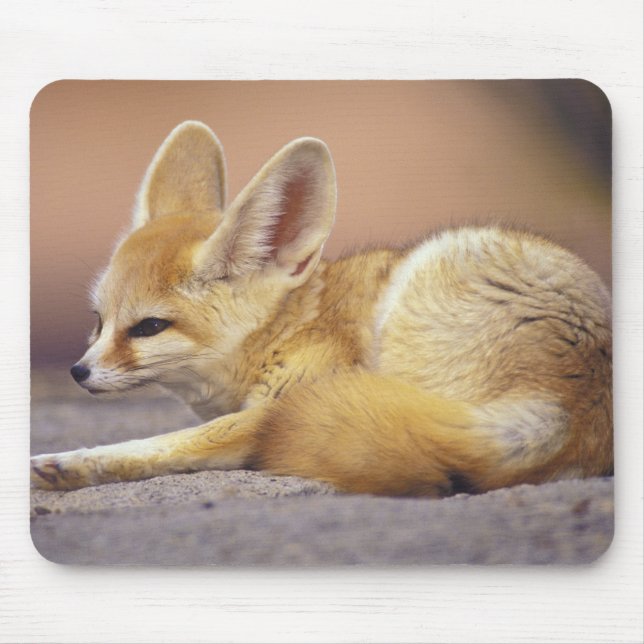 Nordafrika. Fennec Fennecus zerda) Mousepad (Vorne)