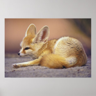 Nordafrika. Fennec Fennecus zerda) Poster