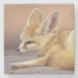 Nordafrika. Fennec Fennecus zerda) Steinuntersetzer