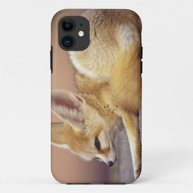 Nordafrika. Fennek (Fennecus zerda) Case-Mate iPhone Hülle (Rückseite)