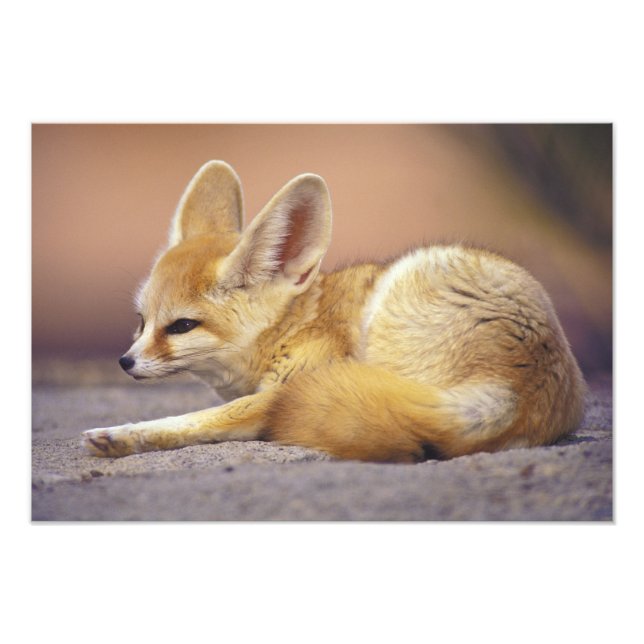 Nordafrika. Fennek (Fennecus zerda) Fotodruck (Vorne)