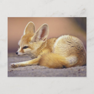 Nordafrika. Fennek (Fennecus zerda) Postkarte