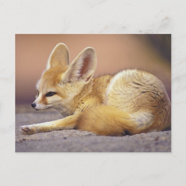 Nordafrika. Fennek (Fennecus zerda) Postkarte (Vorderseite)