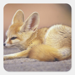 Nordafrika. Fennek (Fennecus zerda) Quadratischer Aufkleber
