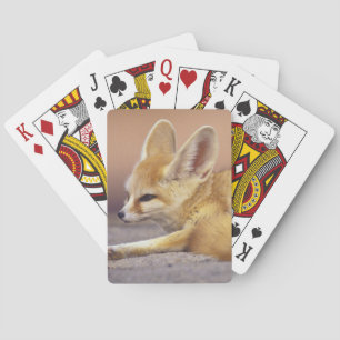 Nordafrika. Fennek Fennecus zerda) Spielkarten