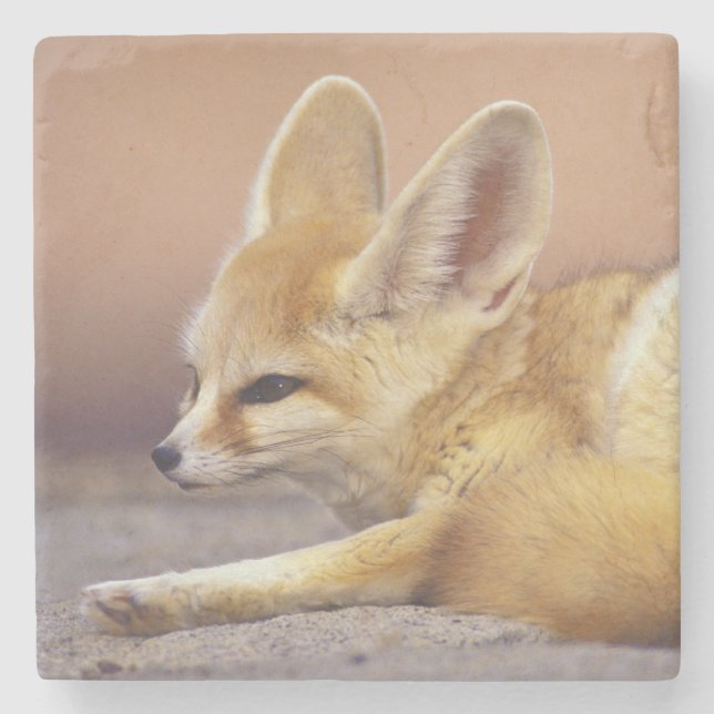 Nordafrika. Fennek (Fennecus zerda) Steinuntersetzer (Vorderseite)