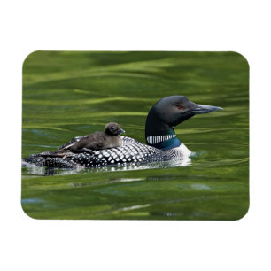 Nordamerika, Kanada, British Columbia, Lac Le Magnet