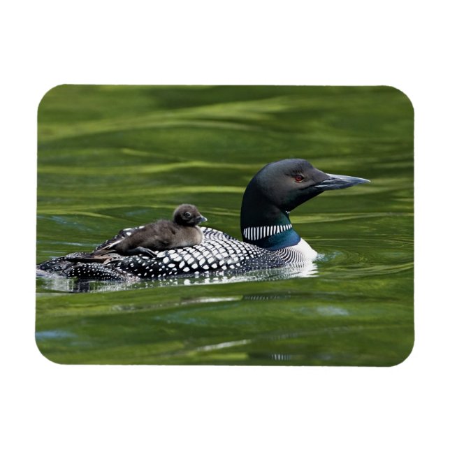 Nordamerika, Kanada, British Columbia, Lac Le Magnet (Horizontal)