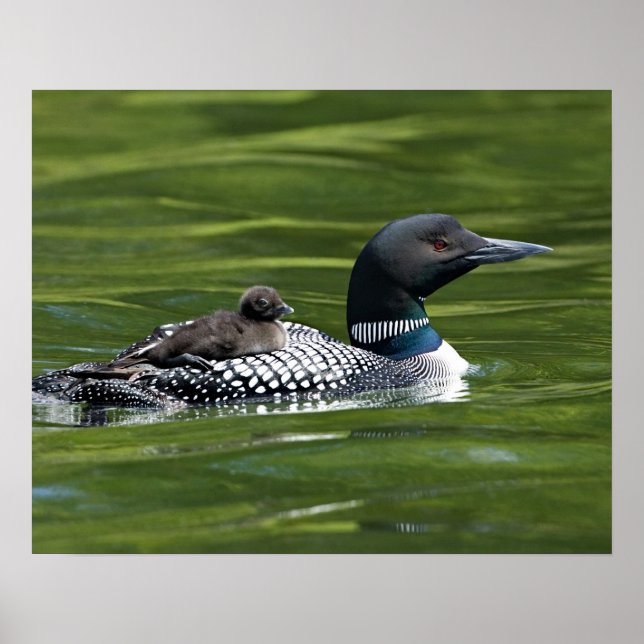 Nordamerika, Kanada, British Columbia, Lac Le Poster (Vorne)