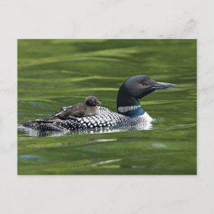 Nordamerika, Kanada, British Columbia, Lac Le Postkarte