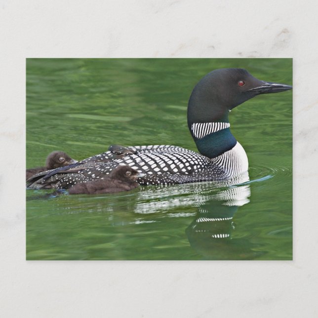 Nordamerika, Kanada, British Columbia Postkarte (Vorderseite)