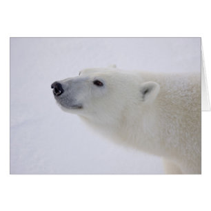Nordamerika, Kanada, Manitoba, Churchill. 6