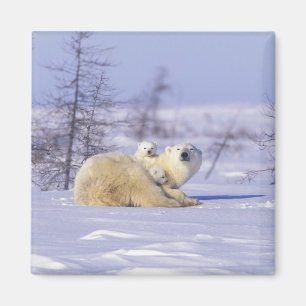 Nordamerika, Kanada, Manitoba, Churchill. 9 Magnet