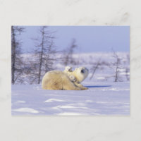 Nordamerika, Kanada, Manitoba, Churchill. 9
