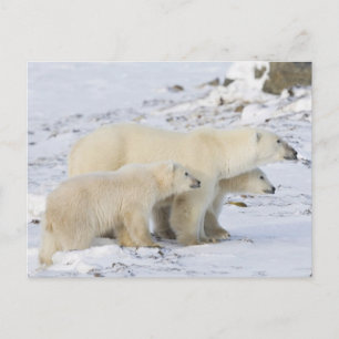 Nordamerika, Kanada, Manitoba, Churchill Postkarte