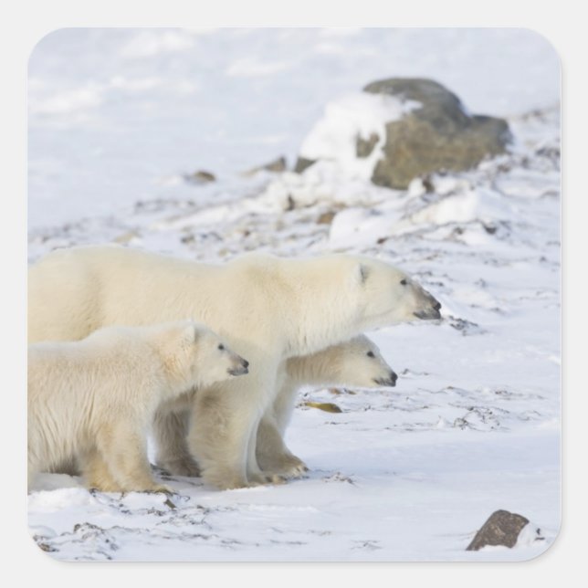 Nordamerika, Kanada, Manitoba, Churchill Quadratischer Aufkleber (Vorderseite)