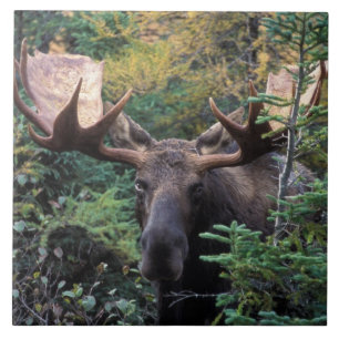 Nordamerika, Kanada, Nova Scotia, Cape Breton Fliese