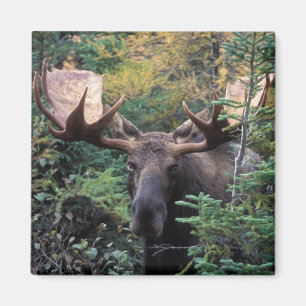 Nordamerika, Kanada, Nova Scotia, Kap Breton Magnet