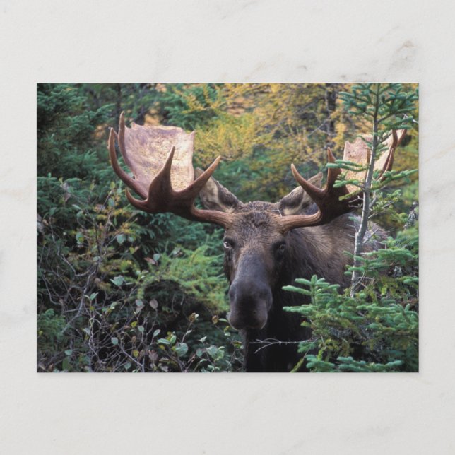 Nordamerika, Kanada, Nova Scotia, Kap Breton Postkarte (Vorderseite)