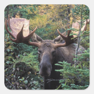 Nordamerika, Kanada, Nova Scotia, Kap Breton Quadratischer Aufkleber