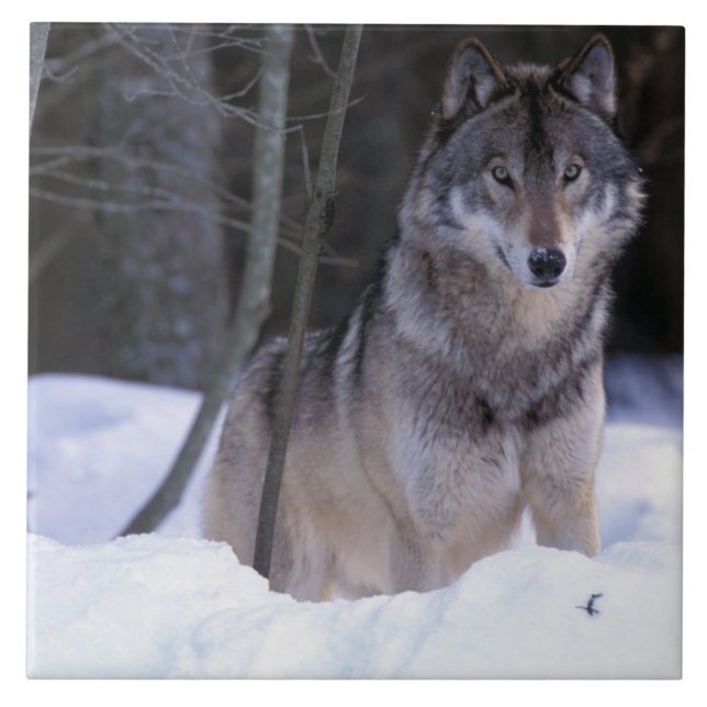 Nordamerika, Kanada, Ostkanada, Grauwolf Fliese (Vorderseite)