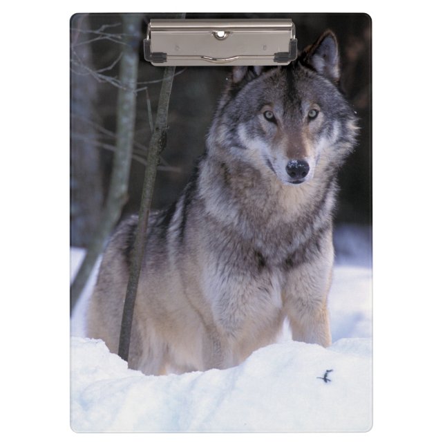 Nordamerika, Kanada, Ostkanada, Grauwolf Klemmbrett (Vorderseite)