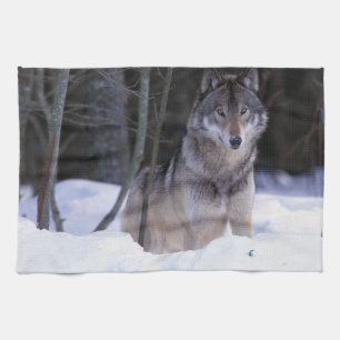 Nordamerika, Kanada, Ostkanada, Grauwolf Küchentuch