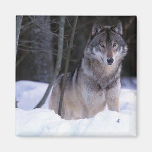 Nordamerika, Kanada, Ostkanada, Grauwolf Magnet