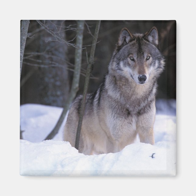 Nordamerika, Kanada, Ostkanada, Grauwolf Magnet (Vorne)