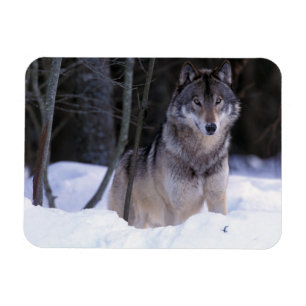 Nordamerika, Kanada, Ostkanada, Grauwolf Magnet