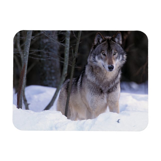 Nordamerika, Kanada, Ostkanada, Grauwolf Magnet (Horizontal)