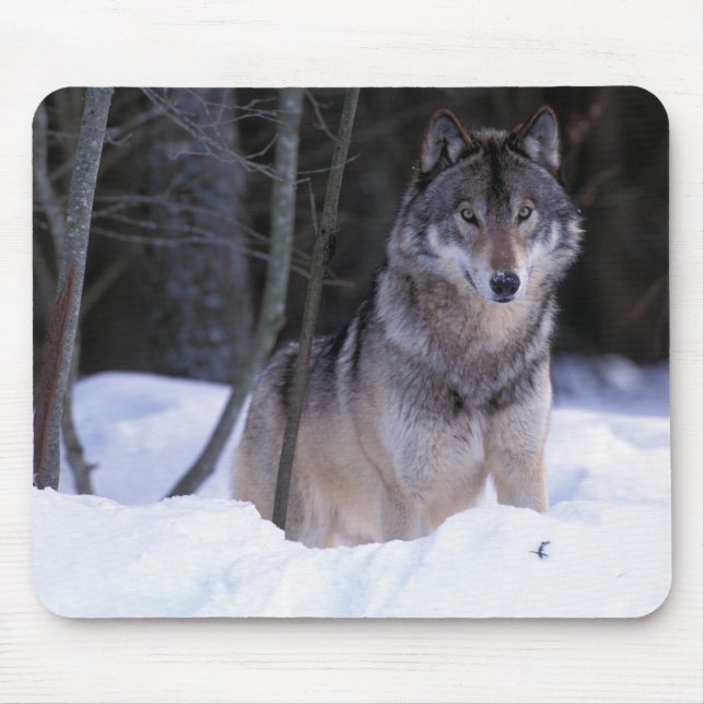 Nordamerika, Kanada, Ostkanada, Grauwolf Mousepad (Vorne)