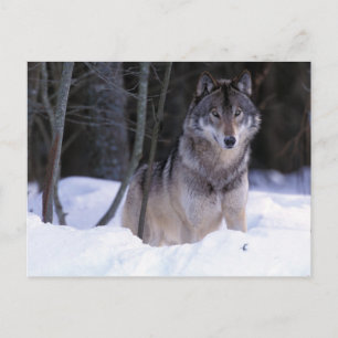 Nordamerika, Kanada, Ostkanada, Grauwolf Postkarte