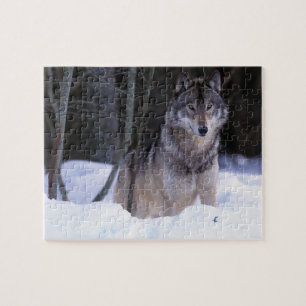 Nordamerika, Kanada, Ostkanada, Grauwolf Puzzle