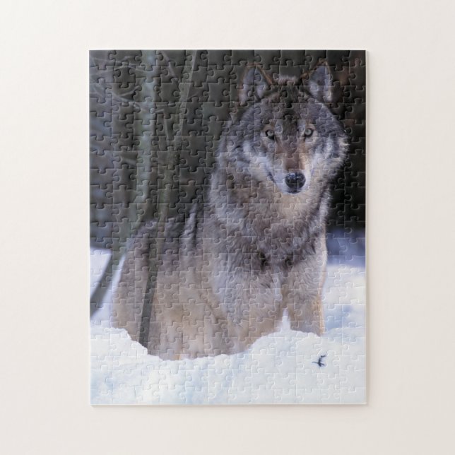 Nordamerika, Kanada, Ostkanada, Grauwolf Puzzle (Vertikal)
