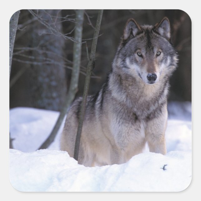 Nordamerika, Kanada, Ostkanada, Grauwolf Quadratischer Aufkleber (Vorderseite)