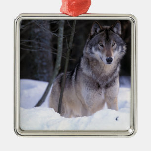 Nordamerika, Kanada, Ostkanada, Grauwolf Silbernes Ornament