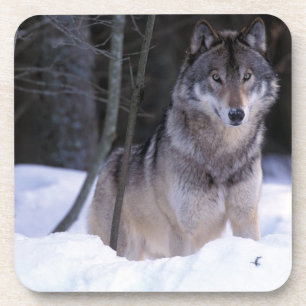 Nordamerika, Kanada, Ostkanada, Grauwolf Untersetzer