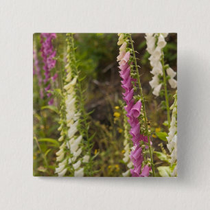 Nordamerika, Kanada, Queen Charlotte Islands, 2 Button