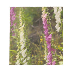 Nordamerika, Kanada, Queen Charlotte Islands, 2 Notizblock