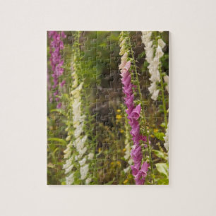 Nordamerika, Kanada, Queen Charlotte Islands, 2 Puzzle