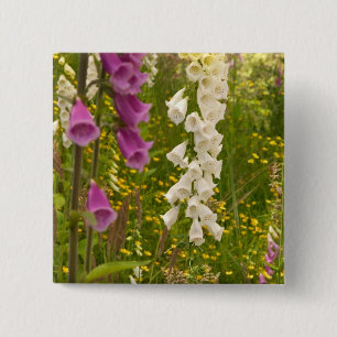 Nordamerika, Kanada, Queen Charlotte Islands, 5 Button